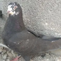 کفتر