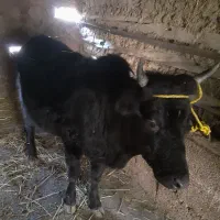 گاو ماده محلی