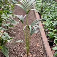 کنتیا گیاه لوکس و تصفیه کننده هوا