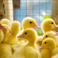 انواع جوجه گوشتی+تضمین خرید|حیوانات مزرعه|قم, بلوار امین و ساحلی|دیوار