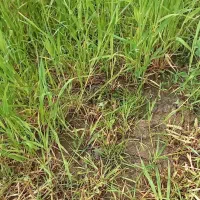 کیسه خوراک دام