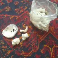 صدف های شیک از بدن انسان از سواحل دریای کیش