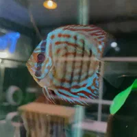 انواع نژاد ماهی های دیسکس کلی و جزئی و اکواریوم|ماهی|مشهد, ولیعصر (شهرک غرب)|دیوار