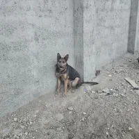 فروش یک عدد سگ ژرمن ماده