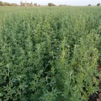 یونجه پرس شده|لوازم جانبی حیوانات|کهنوج, |دیوار