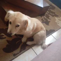 سگ گلدن پاکوتا|سگ|تهران, ائمه اطهار|دیوار