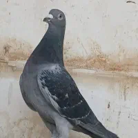 کبوتر پلاکی مسافتی|پرنده|کاشان, قطب راوندی|دیوار