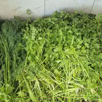 سبزی خورشتی خیرآباد