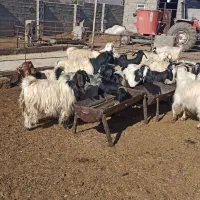 بز کردی مهابادی اصل