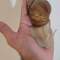 حلزون آفریقایی مولد|خزنده|تهران, تهرانپارس شرقی|دیوار