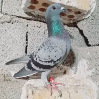 کبوتر مسافتی|پرنده|گنبد کاووس, |دیوار