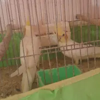 طوطی عروس|پرنده|رشت, بازار|دیوار