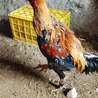 یه خروس لاری