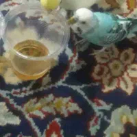 عروس هلندی گم شوده