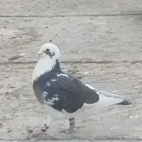 یک جفت ابلغ