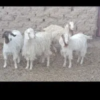بزغاله دورگ بره ماده موتورلیفان خشک اگهی درست بخون|حیوانات مزرعه|گزیک, |دیوار