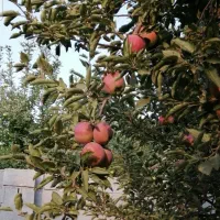ویلا و باغشهری و باغ|فروش خانه و ویلا|شیراز, شهرک ویلایی بهاران|دیوار