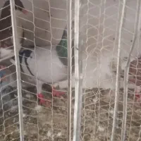 کفترپرشی جفتی