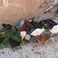 دوتک ۴ ماهه و اردک ۶ ماهه