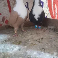 زردکاکلی..سبز دو خط