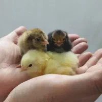 جوجه مرغ وتخم مرغ|حیوانات مزرعه|تهران, دهم فروردین|دیوار