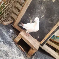 کبوتر پرشی کله|پرنده|گمیشان, |دیوار