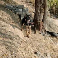 سگ ژرمن 7ماه جنسیت نر|سگ|مهاباد (آذربایجان غربی), |دیوار