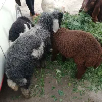 بره و بز|حیوانات مزرعه|اهواز, منازل کارون|دیوار