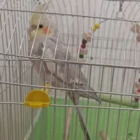عروس هلندی با قفس