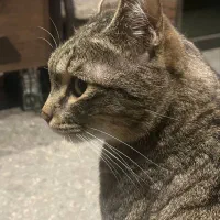 واگذاری گربه خونگی و بغلی