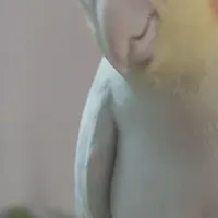 عروس هلندی زردسفید