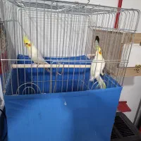 یک جفت عروس هلندی جوان مولدداری تخم