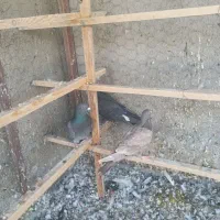 کبوتر شهرستانی|پرنده|پاکدشت, حصار امیر|دیوار