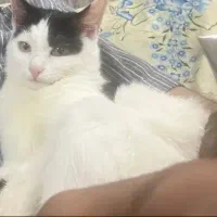 واگذاری گربه