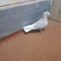 کبوترزیبا|پرنده|قم, تعویض پلاک|دیوار