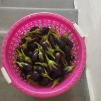 مگدوس مخلل و ترشی|خوردنی و آشامیدنی|قم, سراجه (۱۵ خرداد)|دیوار