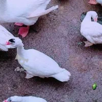 فروش اردک اسراییلی روسی|حیوانات مزرعه|سورک, |دیوار