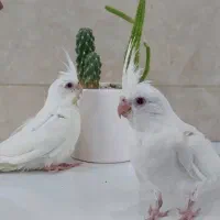 عروس هلندی آلبینو