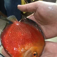 فروش نه عدد ماهی دیسکس مولد