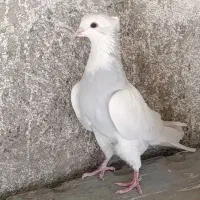 طوقی آبی|پرنده|مبارکه, |دیوار