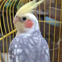 عروس هلندی سخنگو|پرنده|اردبیل, |دیوار