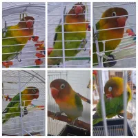 گمشده|حیوانات|قوچان, |دیوار