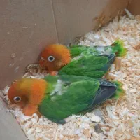 جوجه کوتوله