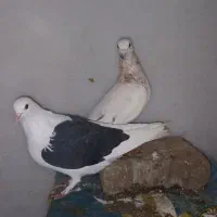 چند عددسار درجه ۱|پرنده|مشهد, کوه سنگی|دیوار