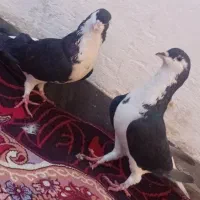 پرنده|پرنده|اهواز, کوی طلاب|دیوار