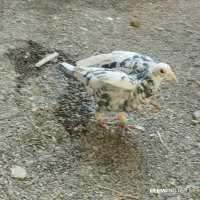 سرور ماده