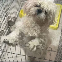 سگ فروشی نژاد شیتزو