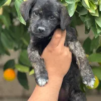 واگذاری شیتزو تریر سایز ریز|سگ|خرمآباد, |دیوار