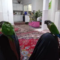 گرینچیک مولد . عروس ماده البینو|پرنده|قم, شهرک امام حسین|دیوار