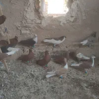 کفتر رنگی کله سفید دم سفید کاشمر خلیل اباد|پرنده|مشهد, ملک‌آباد|دیوار